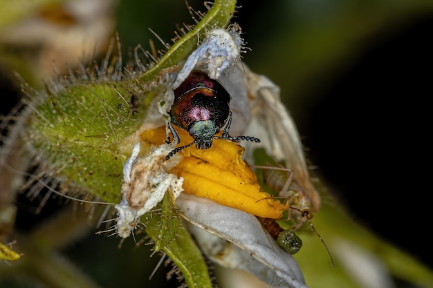 Coccinelle adulte de la sous-famille des Eumolpinae sur une fleur de solanum