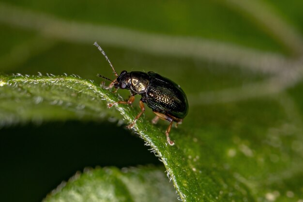 Coccinelle adulte de la sous-famille des Eumolpinae