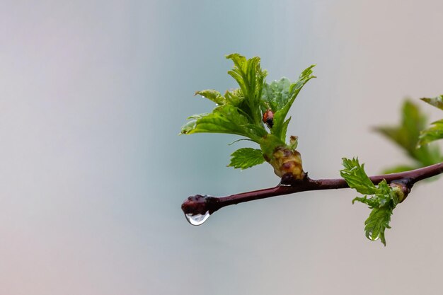 Coccinelle sur l'arbre humide laisse des gouttes de pluie