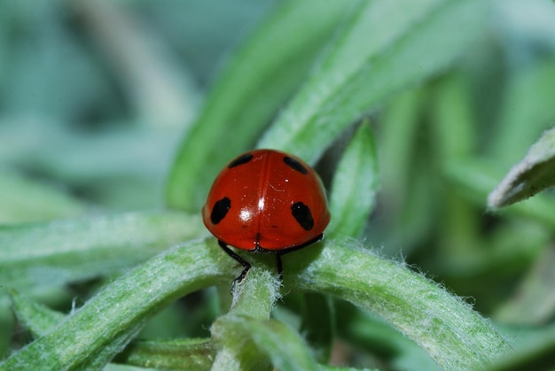 Coccinelle arrière