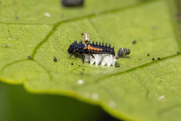 Coccinelle asiatique Larves de l'espèce Harmonia axyridis mangeant des pucerons sur une plante d'hibiscus