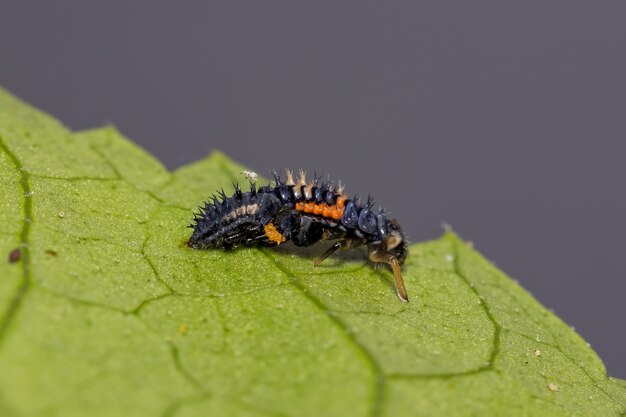 Coccinelle asiatique Larves de l'espèce Harmonia axyridis mangeant des pucerons sur une plante d'hibiscus