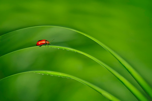 Photo coccinelle assise sur une feuille verte