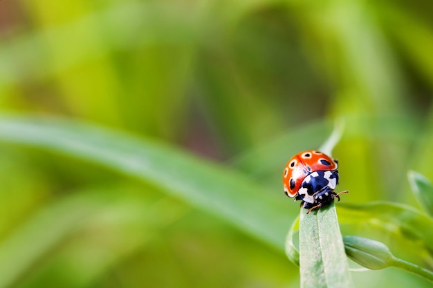 Coccinelle assise sur l'herbe