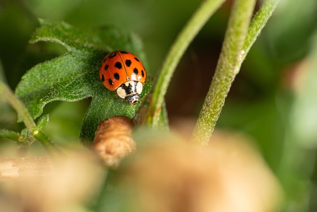 Coccinelle belle coccinelle sur un bouton floral dans un jardin mise au point sélective