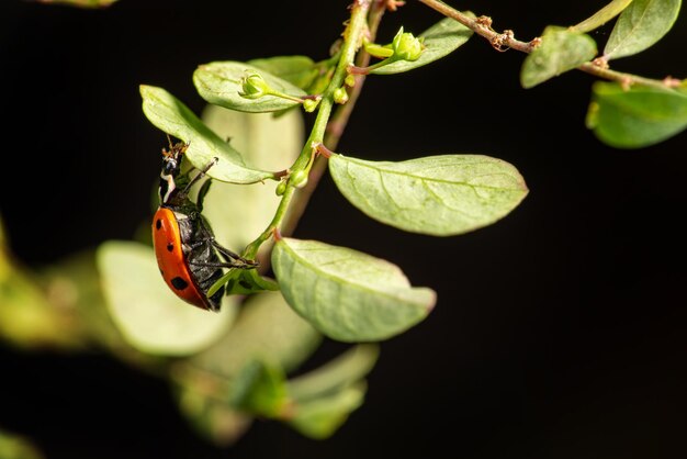 Photo coccinelle belle coccinelle se promenant dans un jardin vue à travers une mise au point sélective d'objectif macro