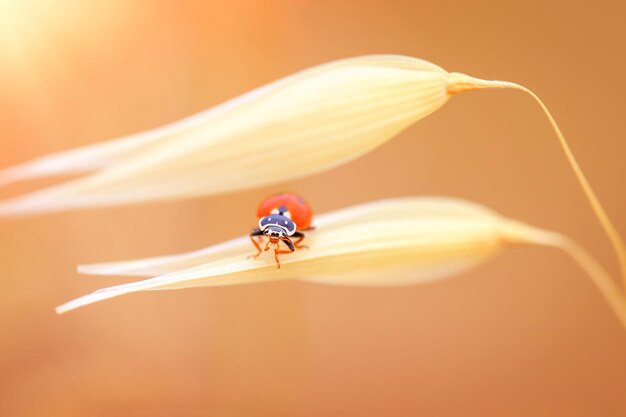 Photo la coccinelle sur le blé