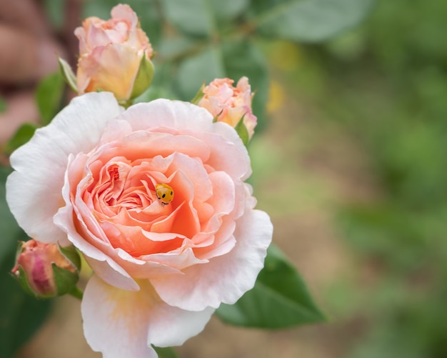 Coccinelle sur bouton rose, fond de fleurs de printemps