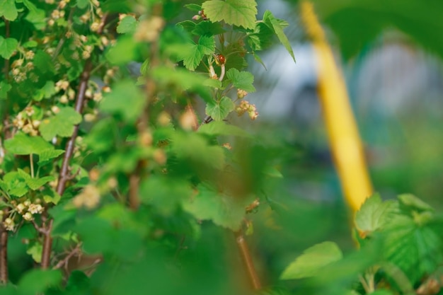 coccinelle sur un buisson de cassis avec des fleurs épanouies dans le jardin