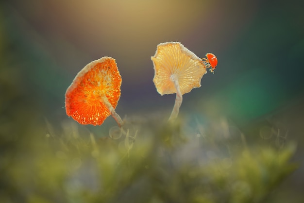 coccinelle sur champignon