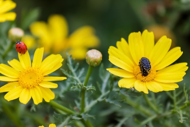 Coccinelle et coléoptère en macro de fleurs jaunes