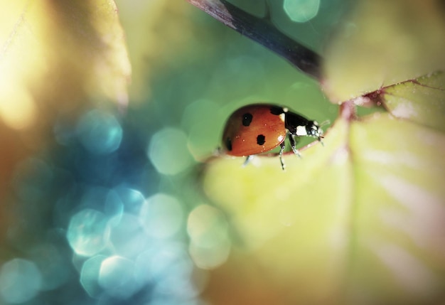 Coccinelle dans l'herbe se bouchent