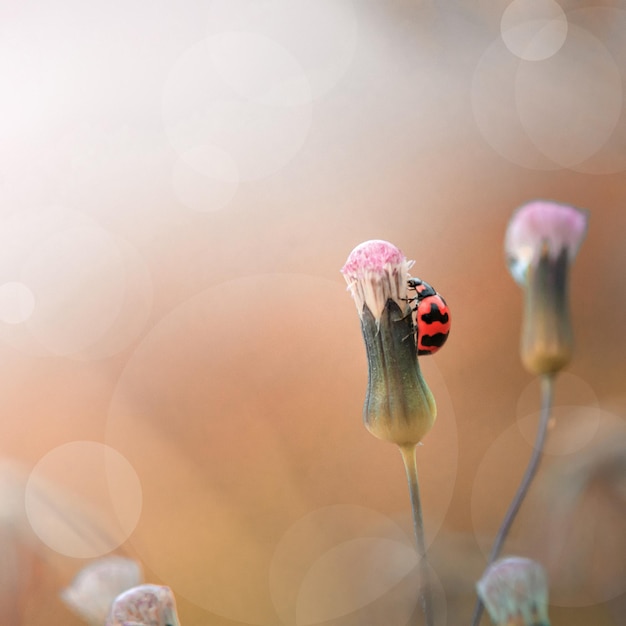 Coccinelle dans le pré avec scène d'automne