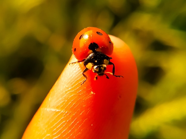 Photo coccinelle sur un doigt d'homme