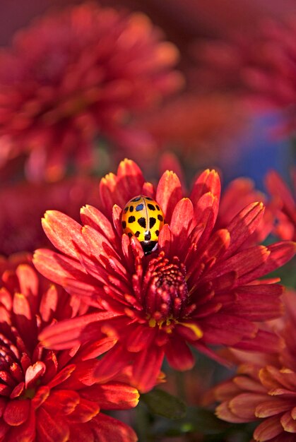 Une coccinelle est assise sur une fleur rouge avec des taches jaunes.