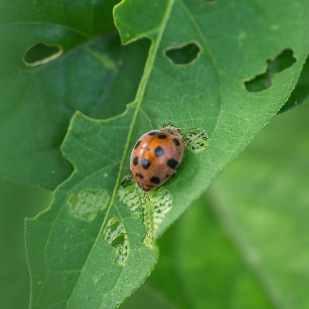 Une coccinelle est sur une feuille trouée.