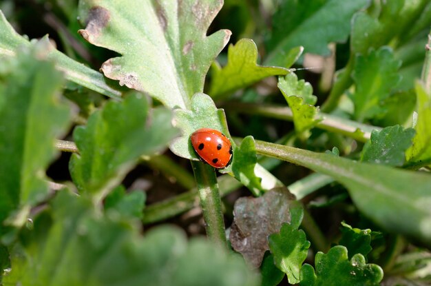 Une coccinelle sur une feuille dans l'herbe