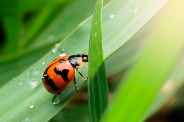 Coccinelle sur feuille dans la nature du jardin