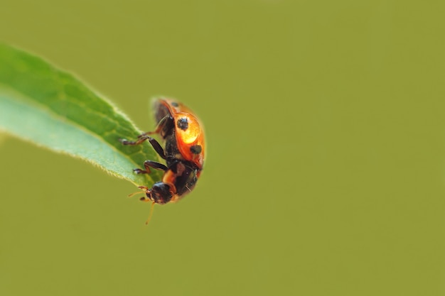 Coccinelle sur feuille gros plan sur fond vert