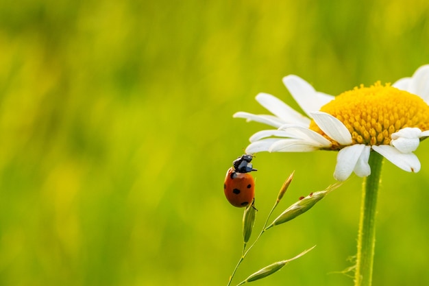 coccinelle sur une feuille verte au coucher du soleil avec un fond vert