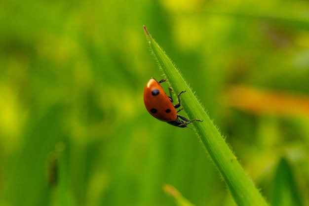 coccinelle sur une feuille verte au coucher du soleil