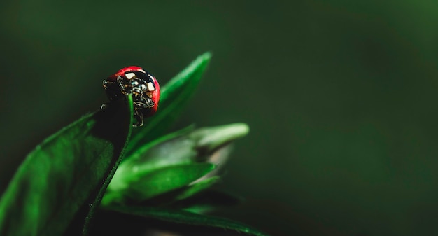 Coccinelle Sur Une Feuille Verte Ensoleillée Avec Du Vert