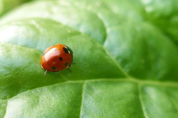 Coccinelle sur une feuille verte. Gros plan sur une coccinelle sur fond vert