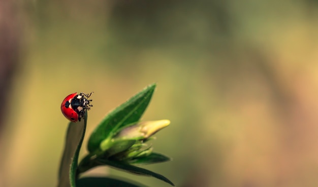 Coccinelle sur une feuille verte par une journée ensoleillée