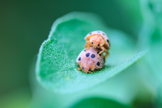 Coccinelle sur feuille verte