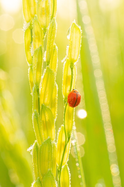 Coccinelle Sur Feuille Vertecoccinelle Courant Sur Brin D'herbe Verte