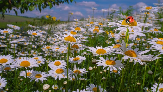 Coccinelle sur une fleur de camomille dans le domaine en été sur la nature