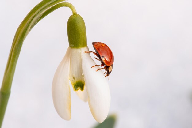 Coccinelle sur fleur de perce-neige contre la neige blanche. notion de printemps