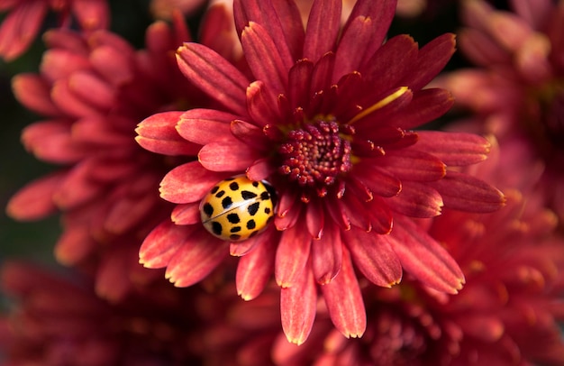 Une coccinelle sur une fleur rouge