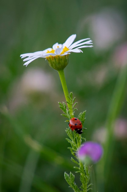 coccinelle sur la fleur