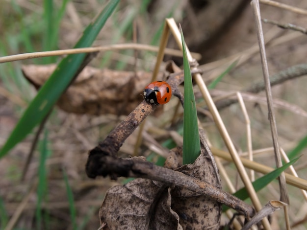 coccinelle en forêt