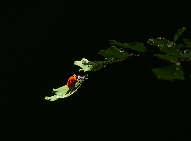 Coccinelle Gros plan sur une feuille dans un faisceau de lumière sur un fond sombre