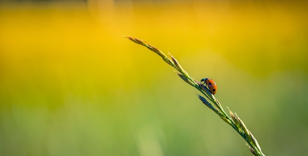 Photo la coccinelle sur l'herbe macro gros plan coucher de soleil idyllique de la nature fantastique flora et faune du printemps de l'été