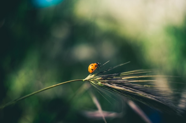 coccinelle sur l'herbe