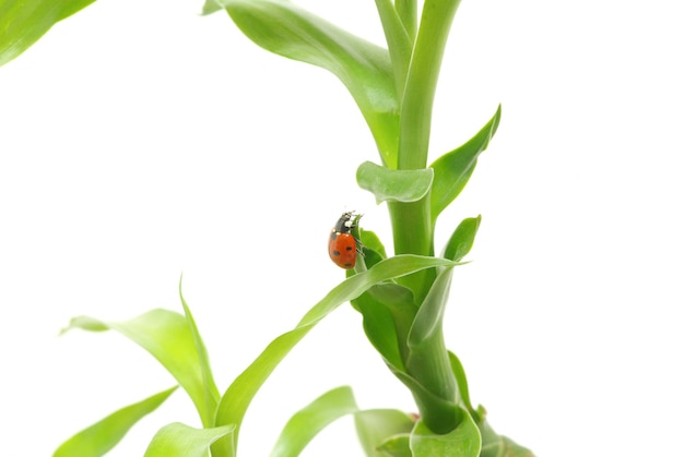 Coccinelle sur l'herbe