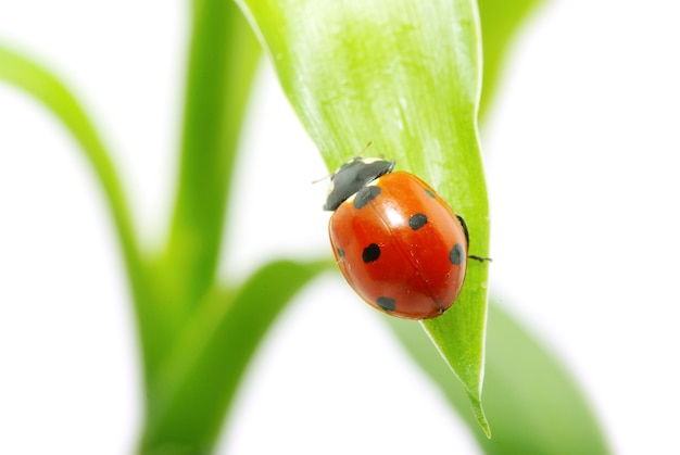 Coccinelle sur l'herbe