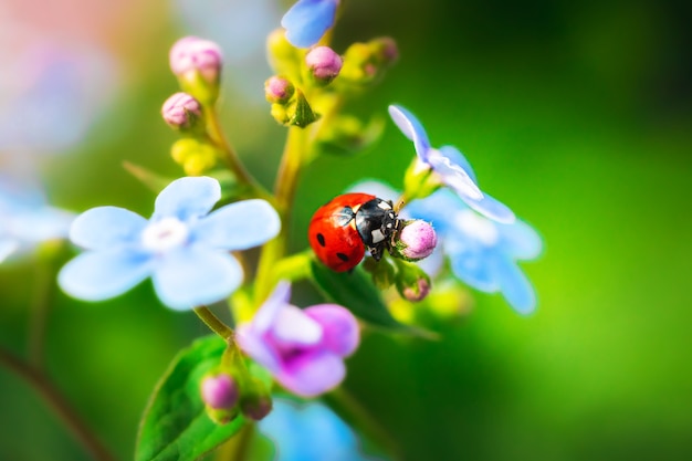 Coccinelle Sur Jardin, Nature été Et Printemps Photo Macro