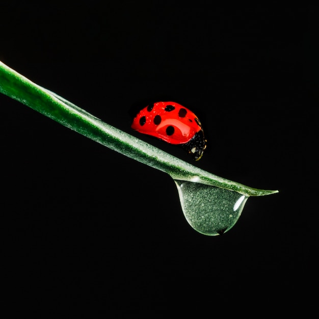 Photo coccinelle sur la lame d'herbe près de la goutte d'eau