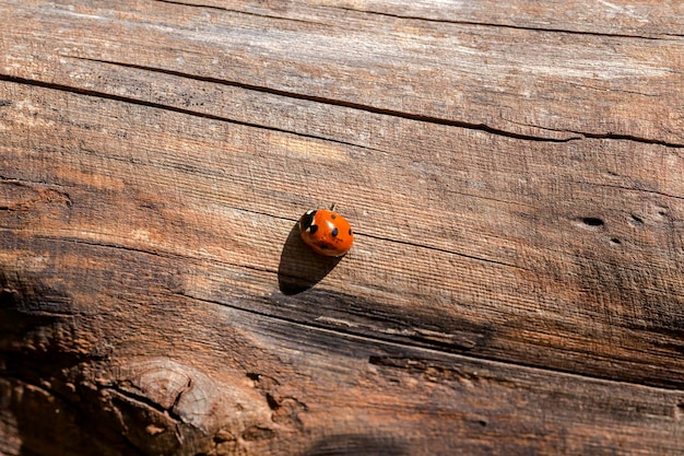 Coccinelle mignonne Coccinella septempunctata gros plan