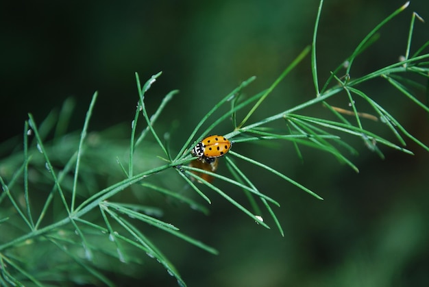 Coccinelle sur une plante du jardin