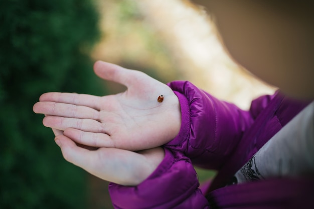 Coccinelle à portée de main