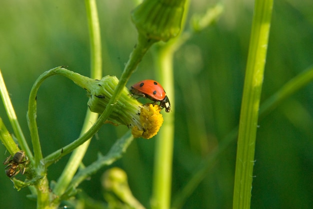 Coccinelle rampant sur une feuille et une brindille