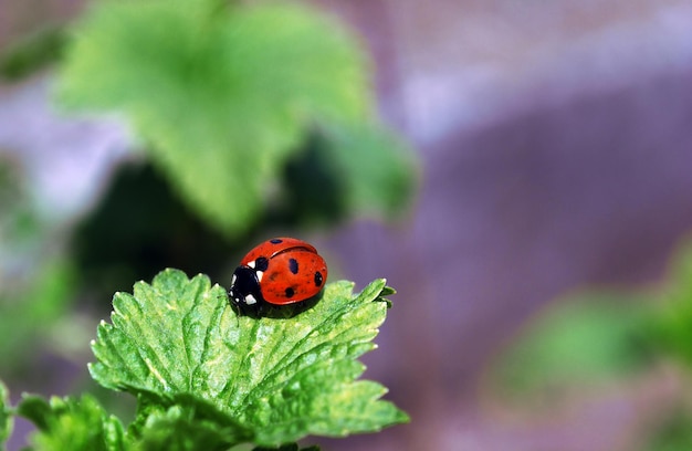 Coccinelle rampant sur une feuille et une brindille