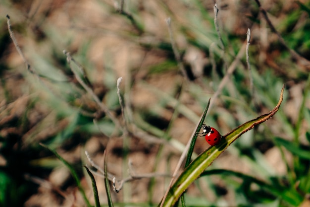 Coccinelle rampe de la feuille au brin d'herbe