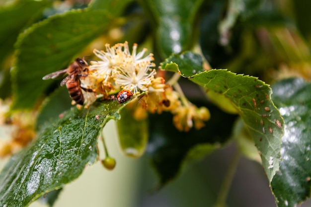 La coccinelle rampe sur une feuille d'un tilleul