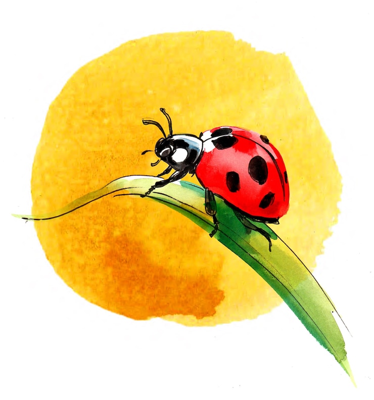 Photo coccinelle rouge sur l'herbe verte croquis aquarelle